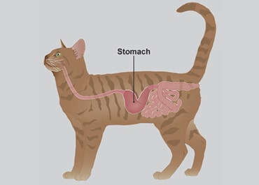 Cat gastritis on sale home remedies