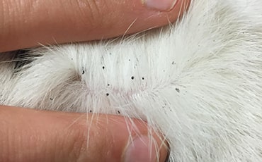 Photo of flea dirt in a cat's fur
