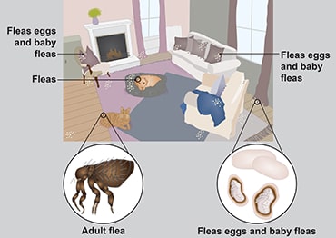 Illustration showing how fleas can live on pets and around the home