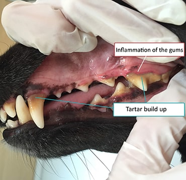 Photo showing build up of tartar on dog's teeth