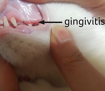Photo showing gingivitis in a cat
