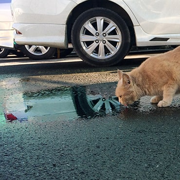Photo of cat licking antifreeze spill