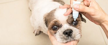 Photo of a dog with dry eye