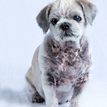 atopic dermatitis westie treatment