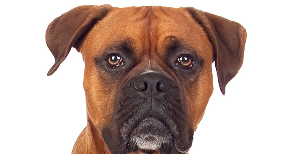 Eye ulcers (corneal ulcers) in dogs PDSA