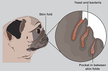 Illustration of pug with skin fold dermatitis