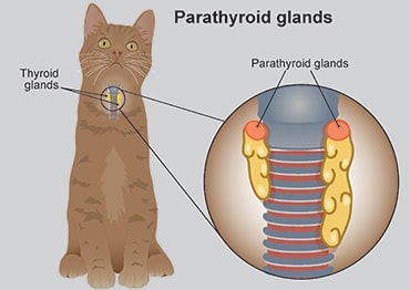 Illustration showing the parathyroid 