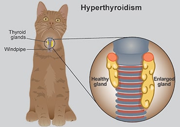 Illustration showing thyroid glands in cats