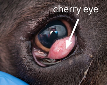 Photo of cherry eye on a dog