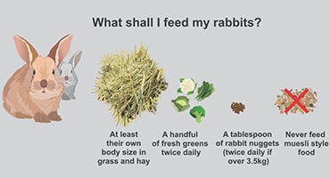 Best food for best sale rabbits to gain weight