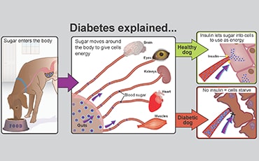 Illustration showing how diabetes works