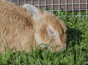 Photo of rabbit with myxomatosis