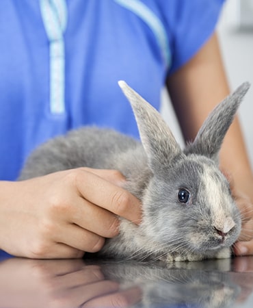 Photo of rabbit getting health check