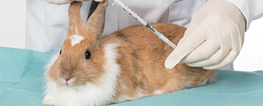 Photo of rabbit getting vaccinated