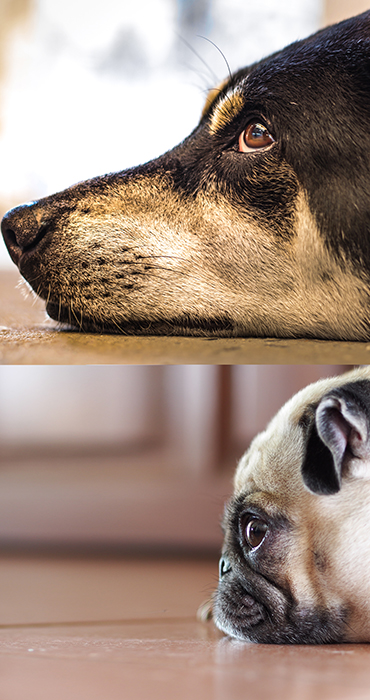 Nose comparison between a non-brachycephalic and a brachycephalic dog 