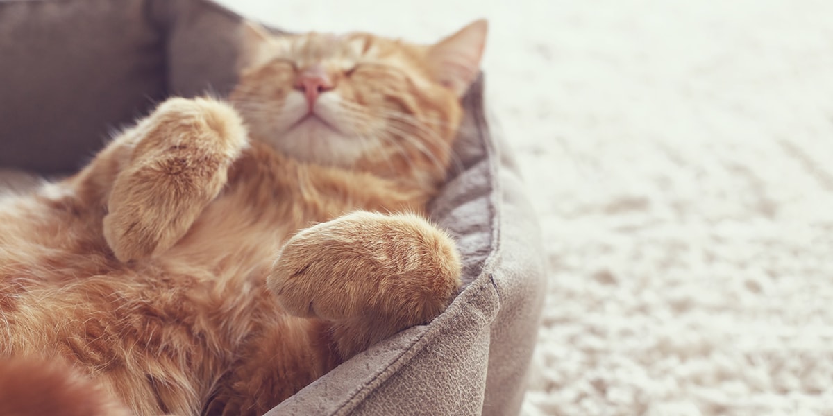 Ginger cat asleep in cat bed
