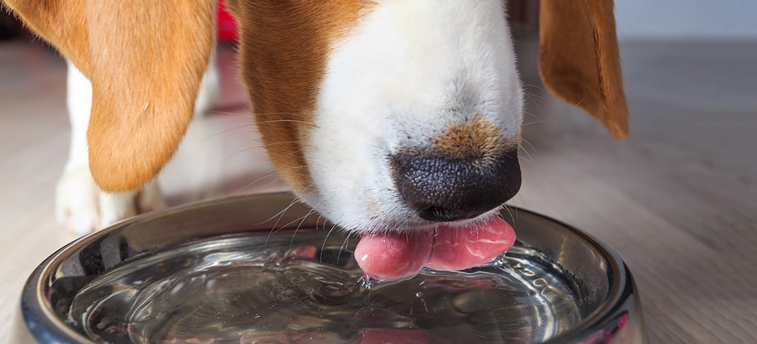 Beagle drinking