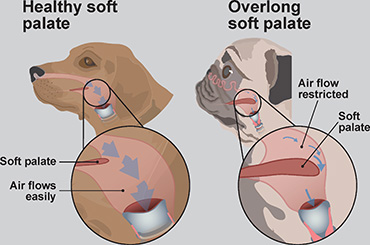Illustration showing healthy dog vs overlong soft palate on BOAS dog