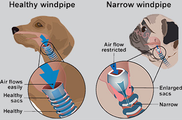 Illustration showing healthy dog vs narrow windpipe on BOAS dog