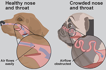 Illustration showing healthy dog vs crowded nose and throat on BOAS dog