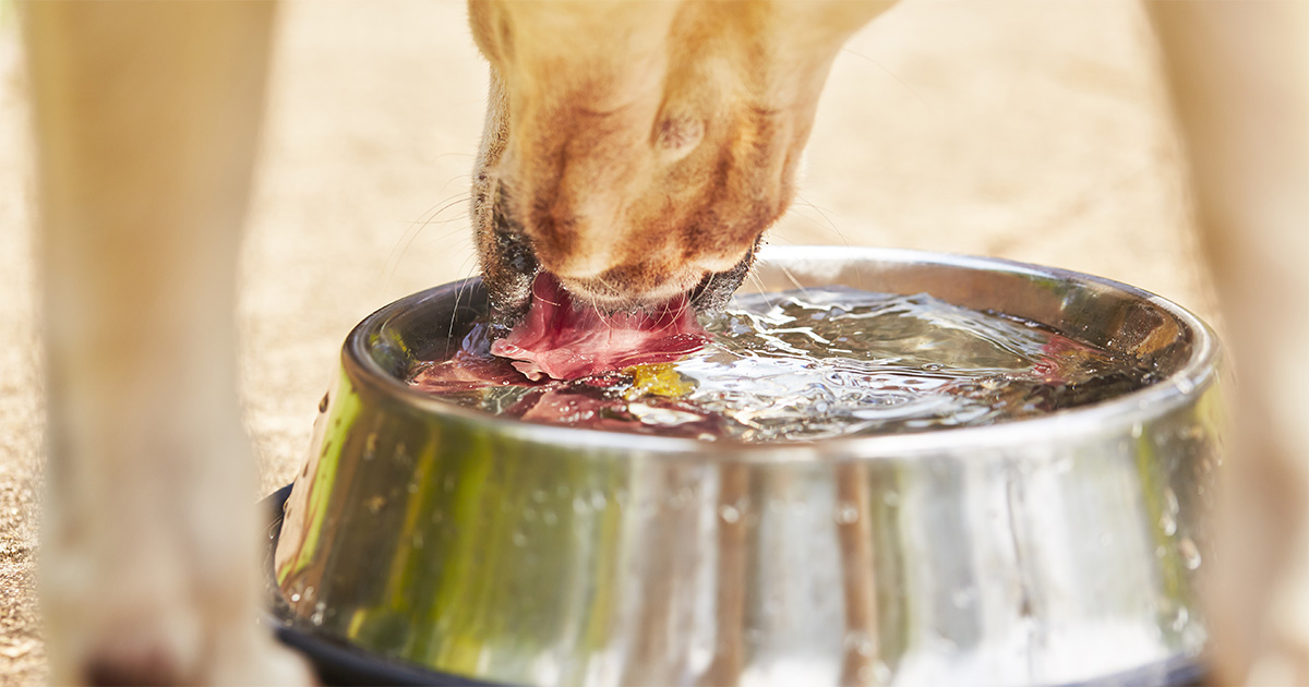 Why Is My Puppy Drinking And Peeing So Much