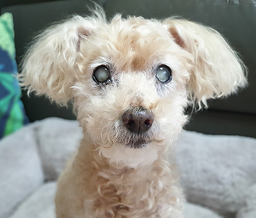 Blindness in dogs - PDSA