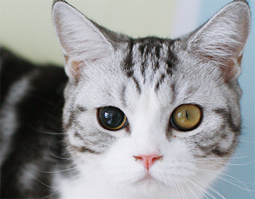 Cat Cataracts Symptoms Blindness in cats PDSA Cat Cataracts Symptoms Blindness in cats PDSA