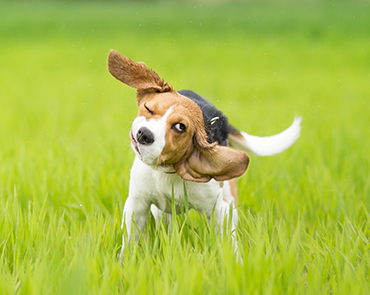 Why does dog shake head with toy