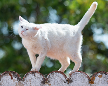 White cat shaking their head