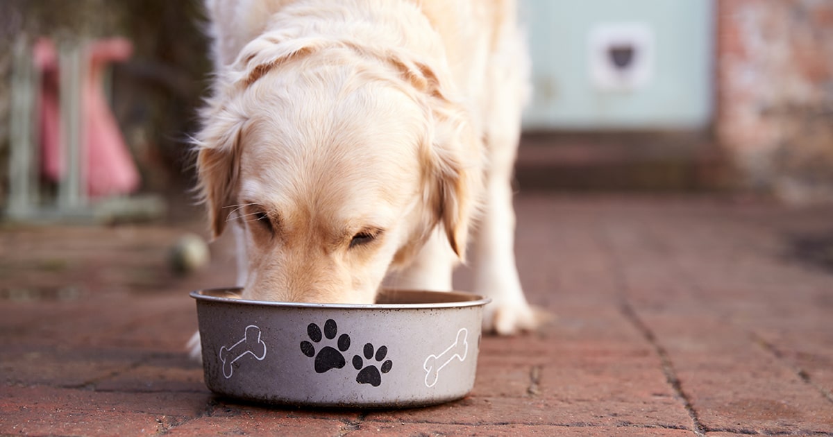 Dog beg diet hotsell