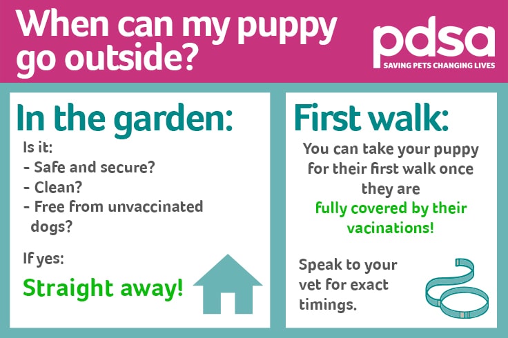 New Puppy FAQs - PDSA