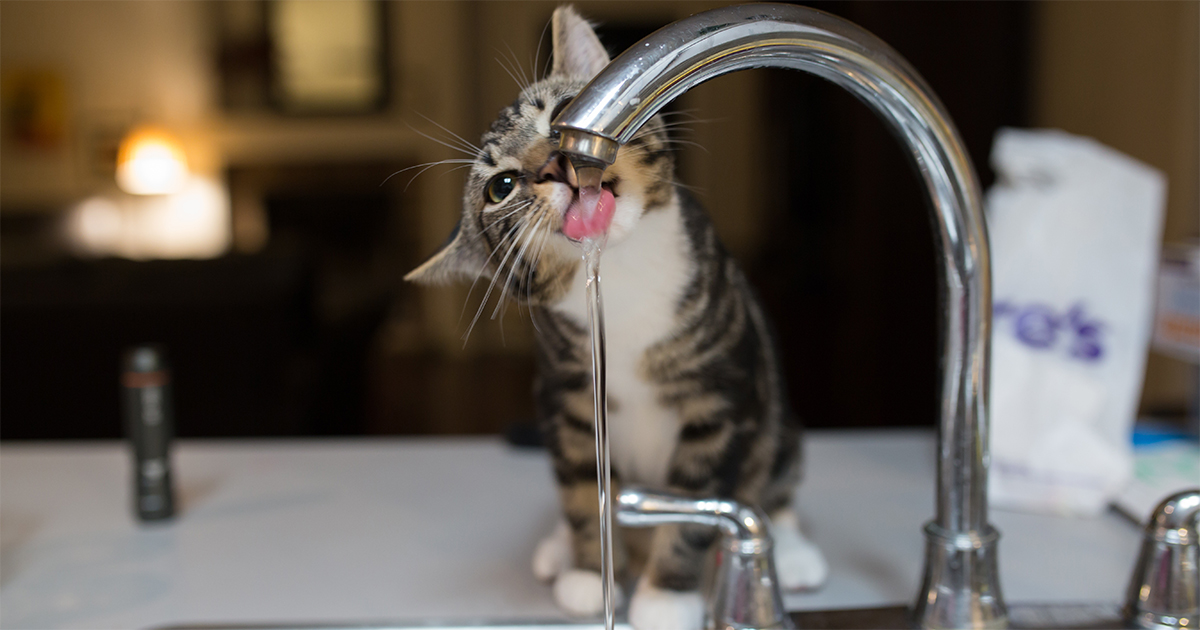 38+ 1 year old cat drinking a lot of water Funny Cats Life
