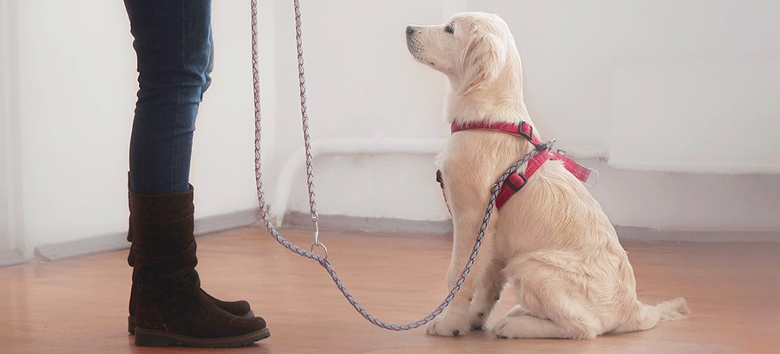 what do dog obedience classes teach