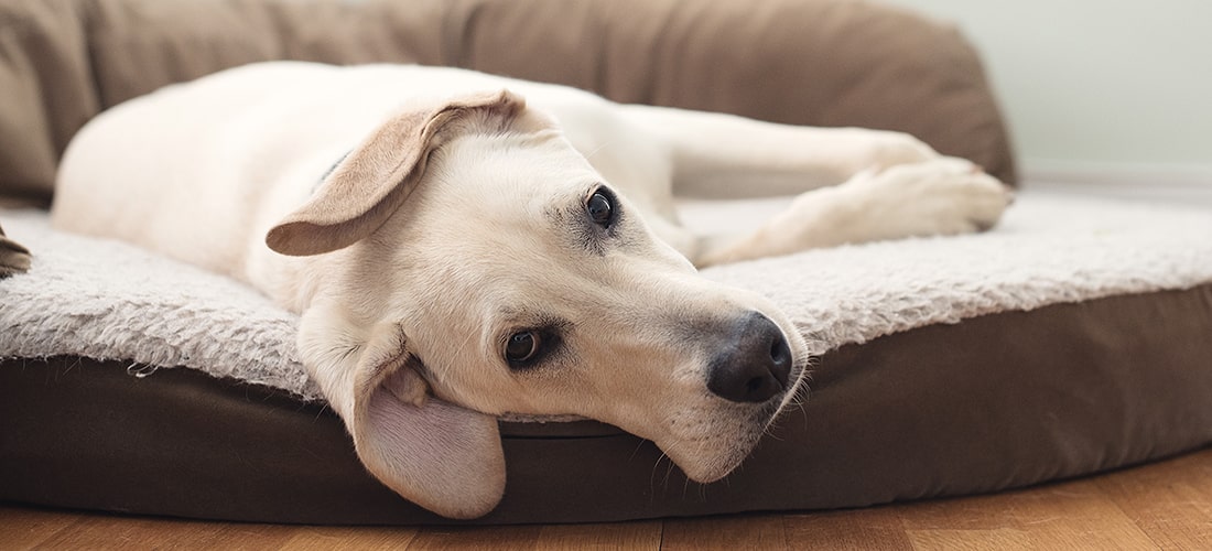 Yellow lab puppy lying on bed