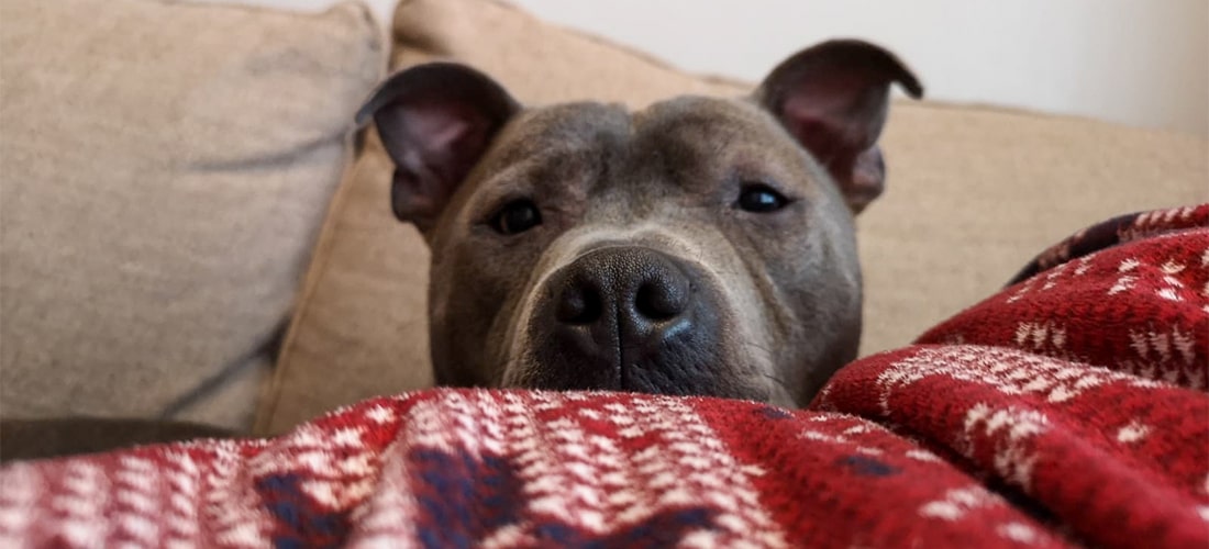 Staffie looking over patterned blanket