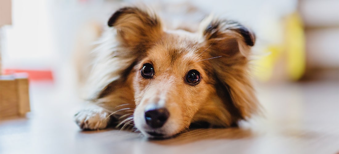 Shetland Sheepdog lying on hardwood floor