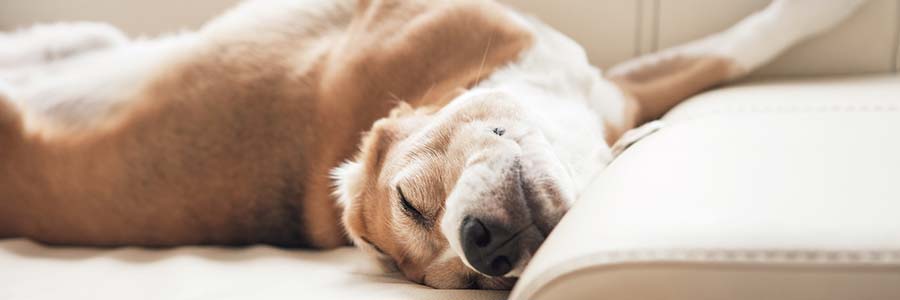 Beagle lying on sofa