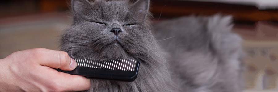 Fluffy grey cat being brushed
