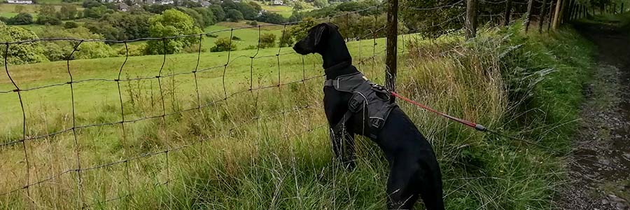 Lurcher dog looking out over field on lead