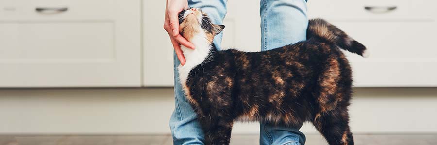 Person stroking tortoiseshell cat