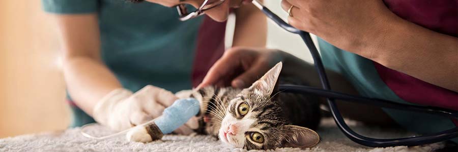 PDSA vet with poorly cat