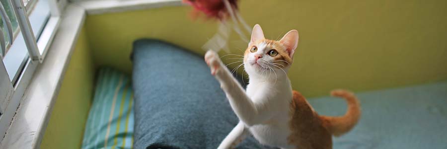 Ginger cat playing with feather toy