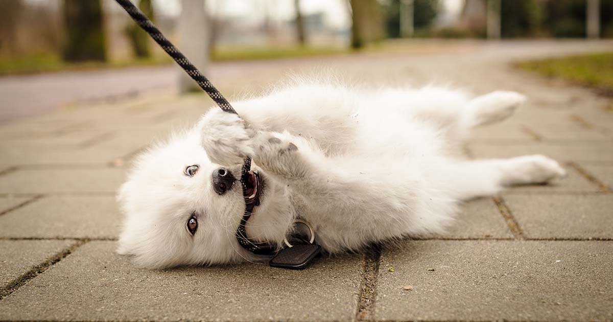 Vet Q A Will neutering calm my dog PDSA