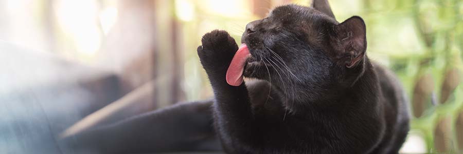 Black cat lying down licking paw