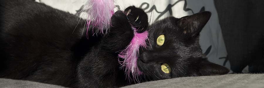 Black cat playing with pink feather toy