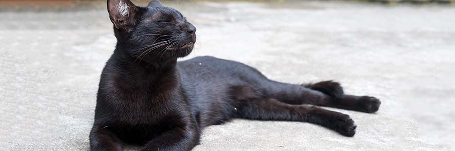 Black cat sunbathing