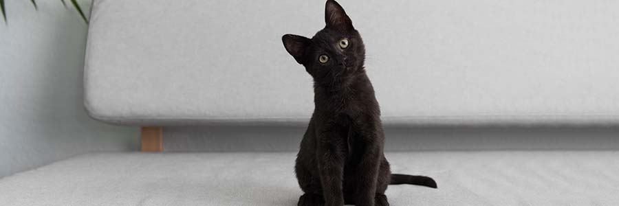Black kitten tilting head to one side