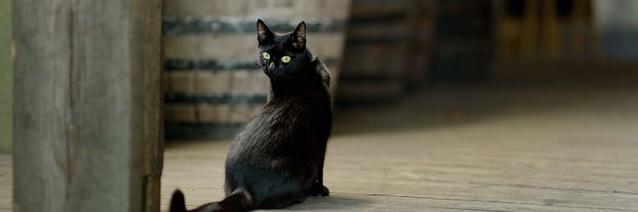 Black cat looking at camera next on wooden deck