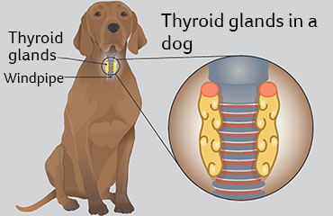 what causes high thyroid dogs