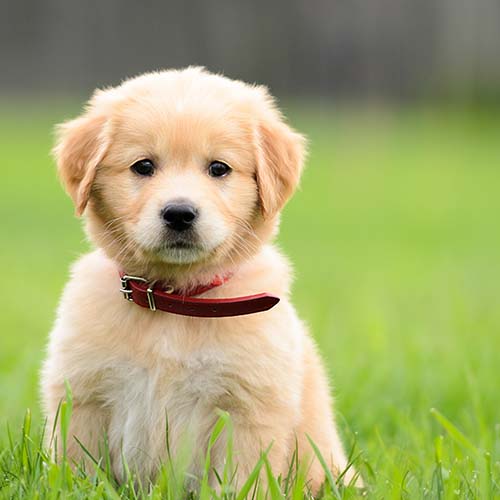 chunky golden retriever puppies for sale